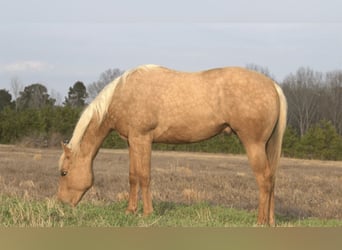 Caballo cuarto de milla, Caballo castrado, 2 años, 152 cm, Palomino