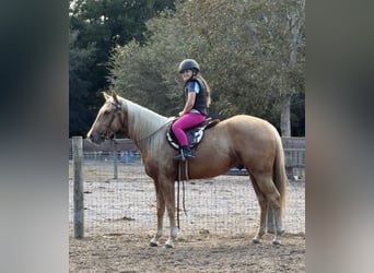 Caballo cuarto de milla, Caballo castrado, 2 años, 152 cm, Palomino