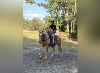 Caballo cuarto de milla, Caballo castrado, 2 años, 152 cm, Palomino