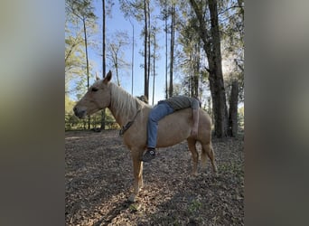 Caballo cuarto de milla, Caballo castrado, 2 años, 152 cm, Palomino