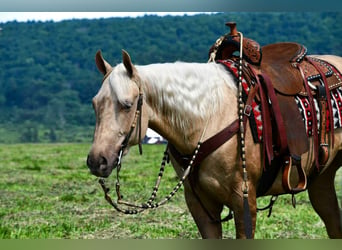 Caballo cuarto de milla, Caballo castrado, 2 años, 152 cm, Palomino
