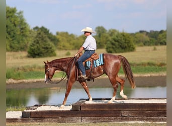 Caballo cuarto de milla, Caballo castrado, 2 años, 152 cm, Ruano alazán