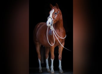 Caballo cuarto de milla, Caballo castrado, 2 años, 153 cm, Alazán