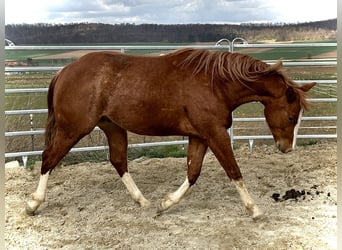 Caballo cuarto de milla, Caballo castrado, 2 años, 153 cm, Alazán