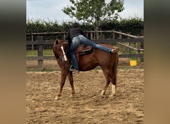 Caballo cuarto de milla, Caballo castrado, 2 años, 153 cm, Alazán