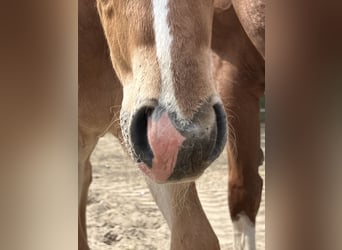 Caballo cuarto de milla, Caballo castrado, 2 años, 153 cm, Ruano alazán