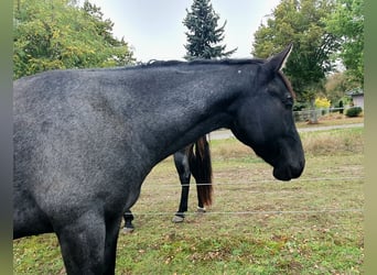 Caballo cuarto de milla, Caballo castrado, 2 años, 154 cm, Ruano azulado