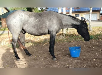 Caballo cuarto de milla, Caballo castrado, 2 años, 154 cm, Ruano azulado