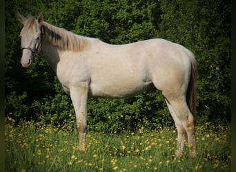 Caballo cuarto de milla, Caballo castrado, 2 años, 155 cm, Champán