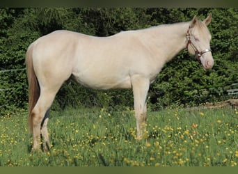 Caballo cuarto de milla, Caballo castrado, 2 años, 155 cm, Champán