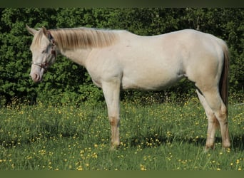 Caballo cuarto de milla, Caballo castrado, 2 años, 155 cm, Champán