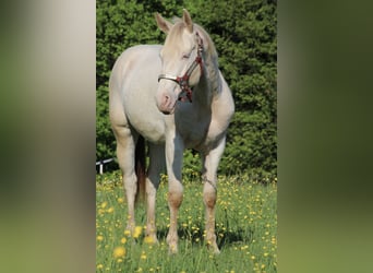 Caballo cuarto de milla, Caballo castrado, 2 años, 155 cm, Champán