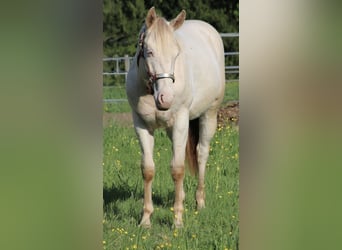 Caballo cuarto de milla, Caballo castrado, 2 años, 155 cm, Champán