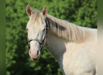 Caballo cuarto de milla, Caballo castrado, 2 años, 155 cm, Champán