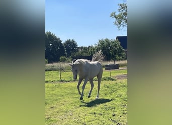 Caballo cuarto de milla, Caballo castrado, 2 años, 155 cm, Palomino