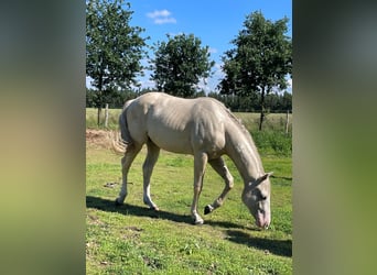 Caballo cuarto de milla, Caballo castrado, 2 años, 155 cm, Palomino