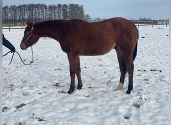 Caballo cuarto de milla, Caballo castrado, 2 años, 160 cm, Castaño