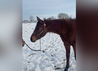 Caballo cuarto de milla, Caballo castrado, 2 años, 160 cm, Castaño