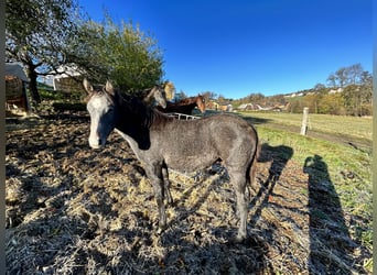 Caballo cuarto de milla, Caballo castrado, 2 años, 160 cm, Tordo