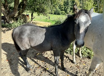 Caballo cuarto de milla, Caballo castrado, 2 años, 160 cm, Tordo