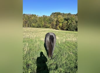 Caballo cuarto de milla, Caballo castrado, 2 años, 160 cm, Tordo