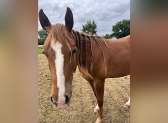 Caballo cuarto de milla, Caballo castrado, 2 años, Alazán