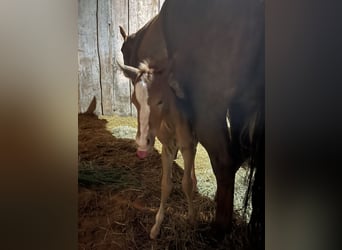 Caballo cuarto de milla, Caballo castrado, 2 años, Alazán