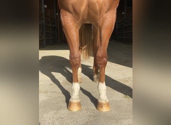 Caballo cuarto de milla, Caballo castrado, 2 años, Alazán rojizo