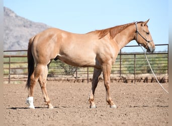Caballo cuarto de milla, Caballo castrado, 2 años, Bayo