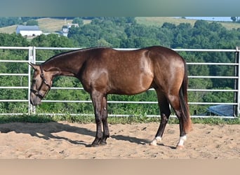 Caballo cuarto de milla, Caballo castrado, 2 años, Buckskin/Bayo