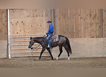 Caballo cuarto de milla, Caballo castrado, 2 años, Buckskin/Bayo