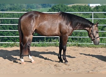 Caballo cuarto de milla, Caballo castrado, 2 años, Buckskin/Bayo
