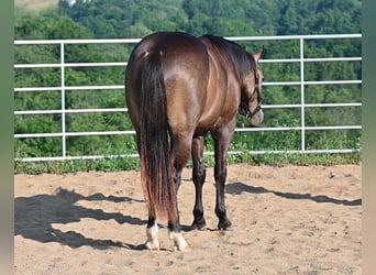 Caballo cuarto de milla, Caballo castrado, 2 años, Buckskin/Bayo