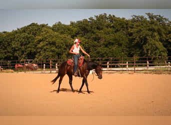Caballo cuarto de milla, Caballo castrado, 2 años, Castaño rojizo