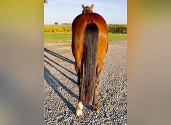 Caballo cuarto de milla, Caballo castrado, 2 años, Castaño rojizo
