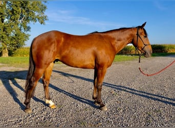 Caballo cuarto de milla, Caballo castrado, 2 años, Castaño rojizo