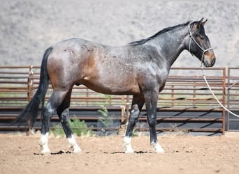 Caballo cuarto de milla, Caballo castrado, 2 años, Castaño-ruano