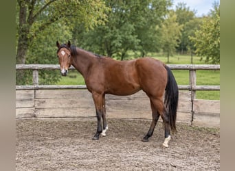 Caballo cuarto de milla, Caballo castrado, 2 años, Castaño