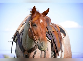 Caballo cuarto de milla, Caballo castrado, 2 años, Ruano alazán