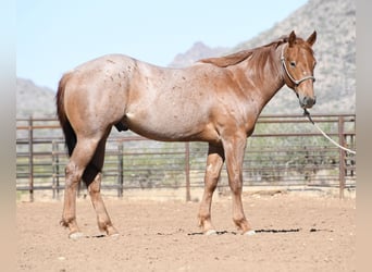 Caballo cuarto de milla, Caballo castrado, 2 años, Ruano alazán