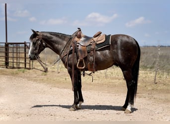 Caballo cuarto de milla, Caballo castrado, 2 años, Tordo