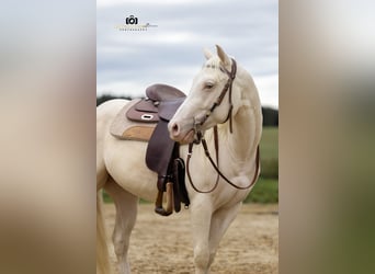 Caballo cuarto de milla, Caballo castrado, 3 años, 139 cm