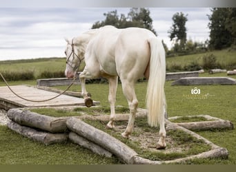 Caballo cuarto de milla, Caballo castrado, 3 años, 139 cm