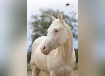 Caballo cuarto de milla, Caballo castrado, 3 años, 139 cm