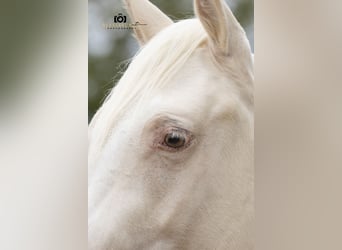 Caballo cuarto de milla, Caballo castrado, 3 años, 139 cm