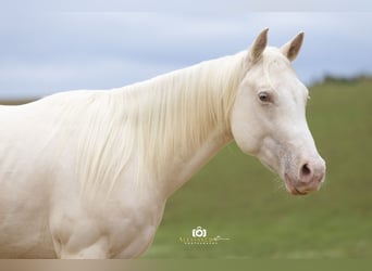 Caballo cuarto de milla, Caballo castrado, 3 años, 139 cm