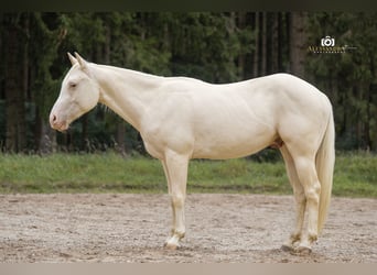 Caballo cuarto de milla, Caballo castrado, 3 años, 139 cm