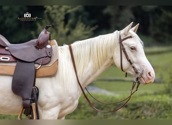 Caballo cuarto de milla, Caballo castrado, 3 años, 139 cm