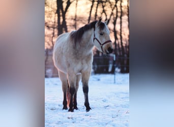 Caballo cuarto de milla, Caballo castrado, 3 años, 140 cm, Buckskin/Bayo