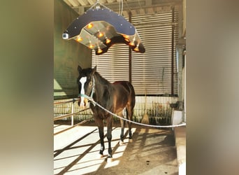 Caballo cuarto de milla, Caballo castrado, 3 años, 140 cm, Negro